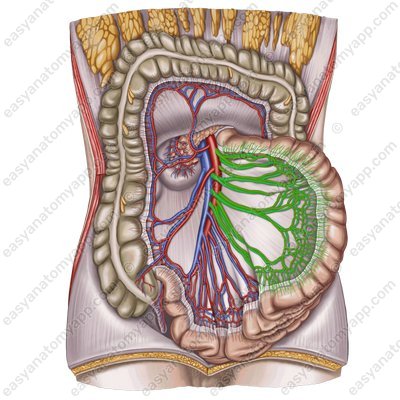 Jejununal arteries (aa. jejunales)